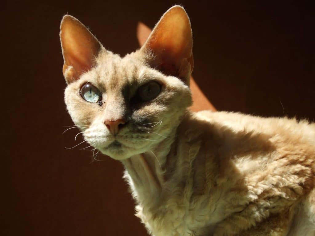 devon rex katze